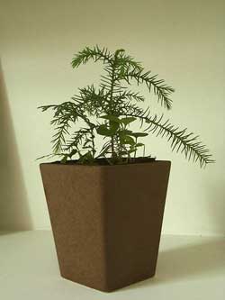 スギとヒノキの寄せ植え1