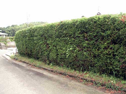 �����̐��_