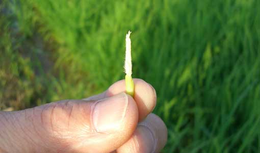 ���̂��������