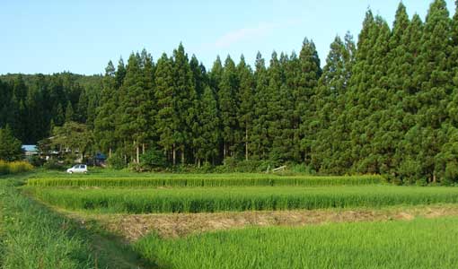 ��C����̓c���