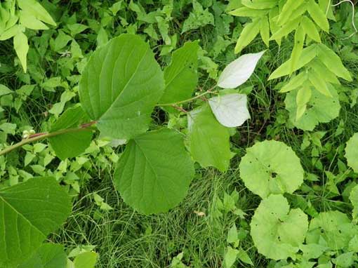 �}�^�^�r�̔����t