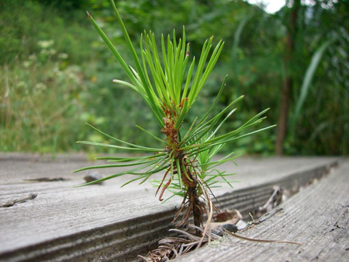 ���̖؂̃_���̌��Ԃ������o������