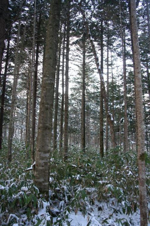 山はトドだらけ